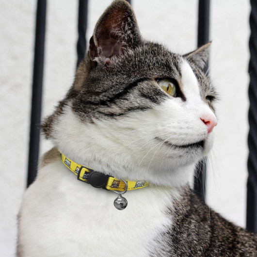 Sublimated Cat Collars Feature